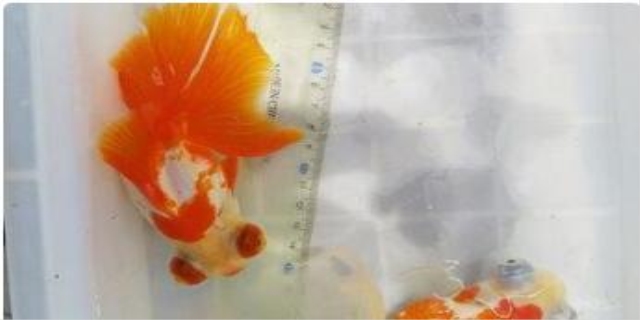 金鱼眼睛凸出来了是怎么回事