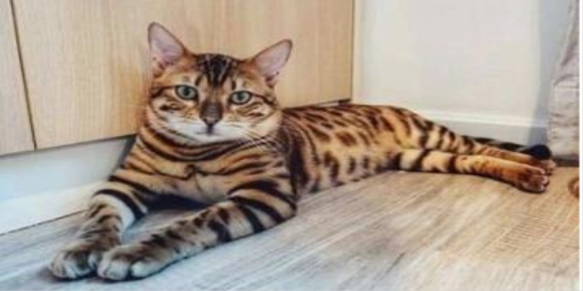 六个月是成猫还是幼猫