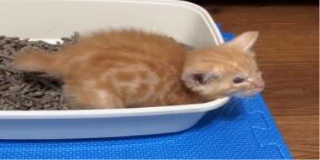 猫罐头狗能吃吗