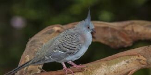 野生斑鸠认主人吗