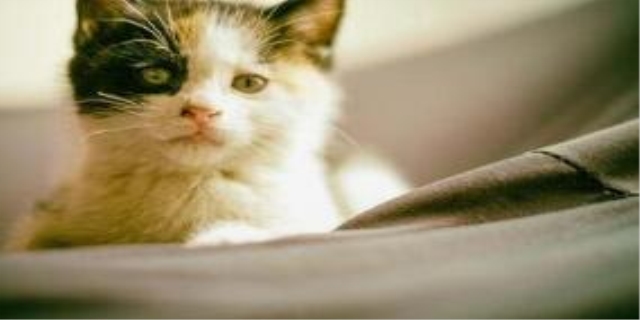 猫发烧了怎么办