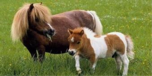 世界上最小的马