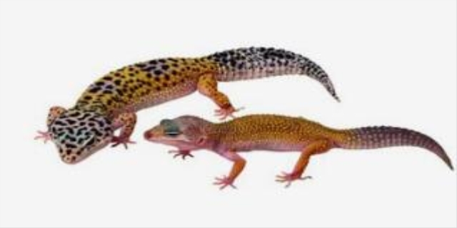 壁虎养久了会认主人吗