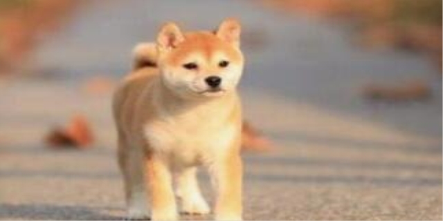 狗狗能不能吃李子