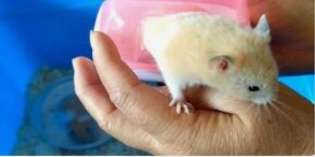 家里养仓鼠对风水好吗