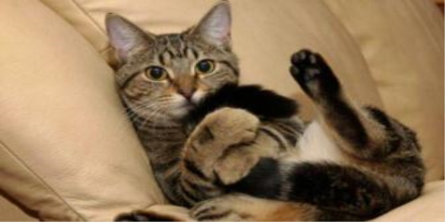 虎斑猫的智商相当于人的几岁