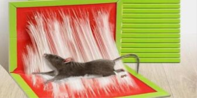 粘鼠板的胶粘到猫咪身上怎么去除