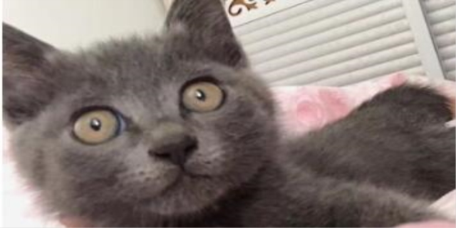 母猫多久发情一次