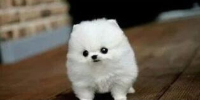 茶杯犬的特征和外貌