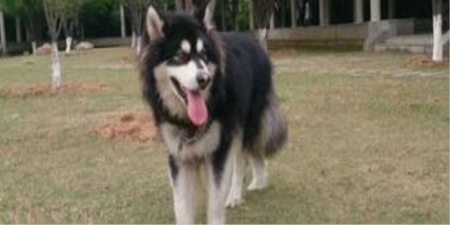 狼狗的饲养日常