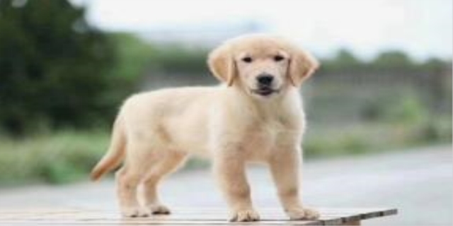 健康的狗会携带狂犬病毒吗