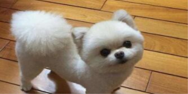 巴哥犬适合和柯基犬养在一起吗