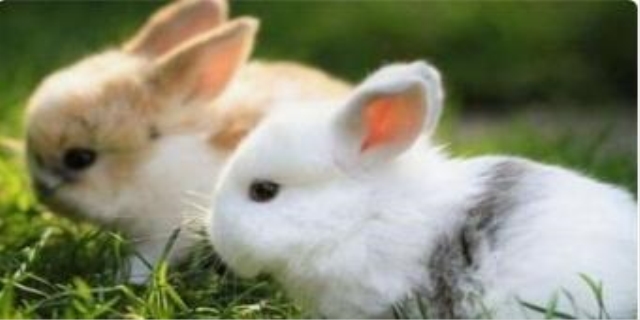 兔子一天喝多少水