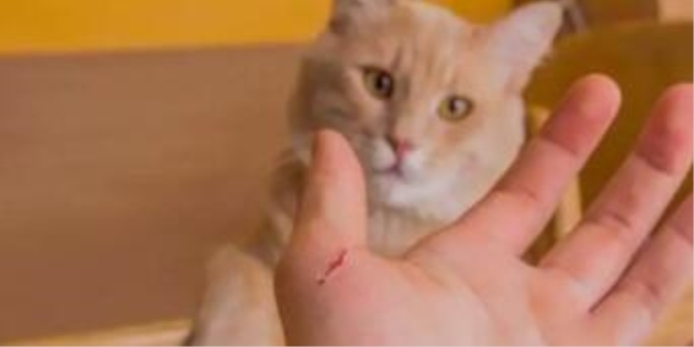 猫身上结痂一扣连毛也下来