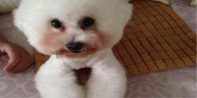 狗狗发出像猪一样哼哧哼哧