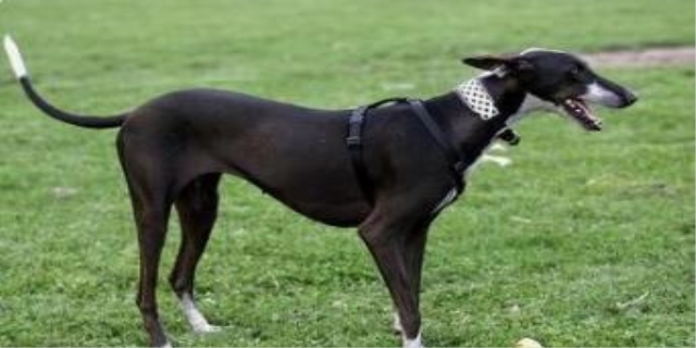 马犬和德牧哪个好