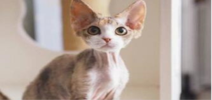 主人生气不理猫几天了会怎样