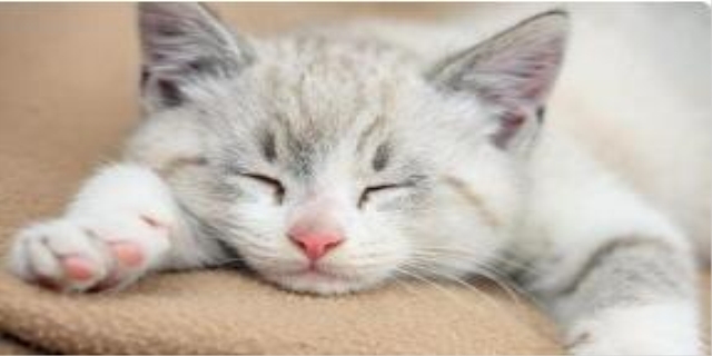 猫咪耳螨会不会传染人