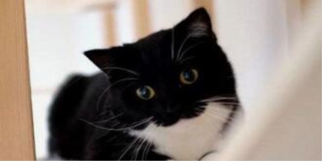 中国奶牛猫多少钱一只