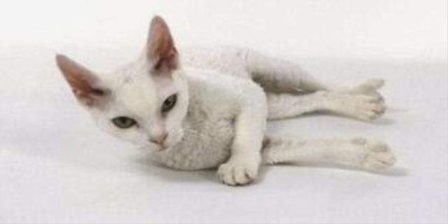 比鲁斯猫大概多钱一只