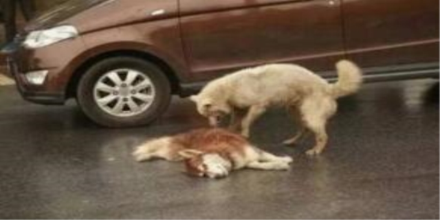 狗狗上吐下泻紧急处理