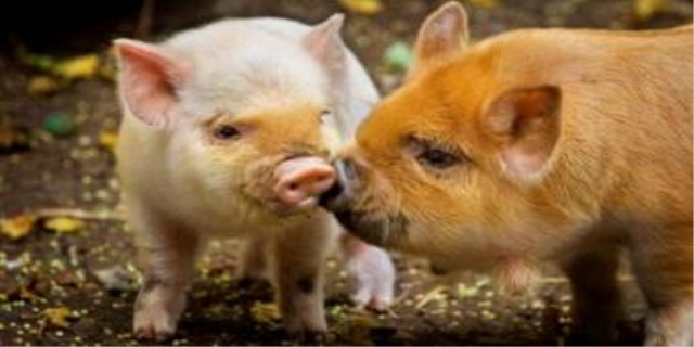 荷兰香猪多少钱一只