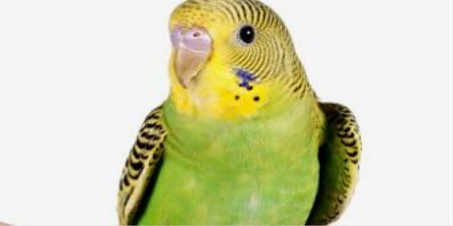 玄凤鸟怎么看公母