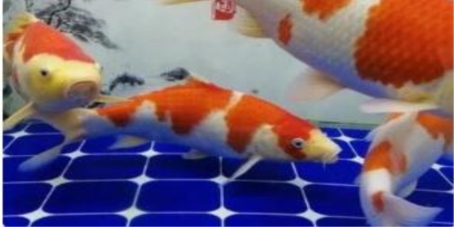 小锦鲤多久喂一次