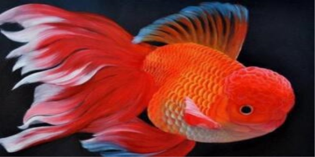 鱼缸里蛋白虫最佳天敌