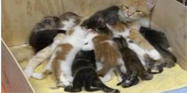 给猫咪剪指甲正确方法