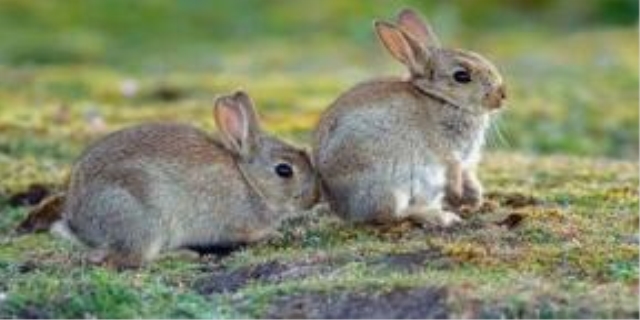 兔子肚子胀气如何排气