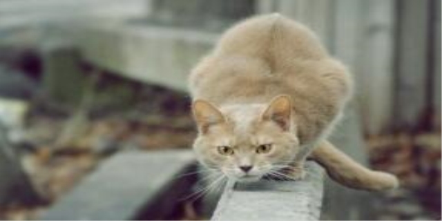 猫去跳蚤最简单的方法