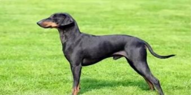 狗狗嘴上长菜花瘤怎么办