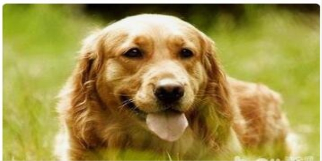 狗狗不吃狗粮是什么原因