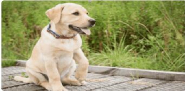 拉布拉多智商相当于几岁