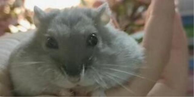 仓鼠耳朵竖起来代表什么