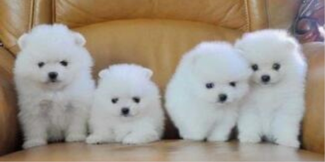 一只茶杯犬多少元钱