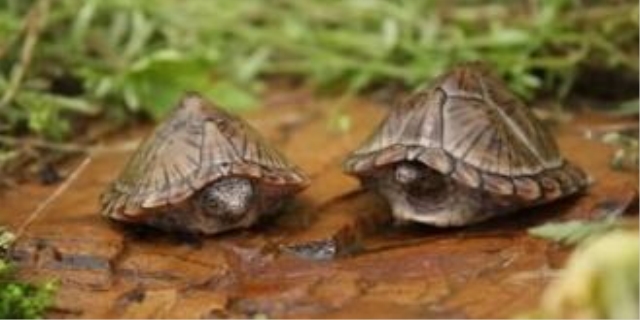 剃刀龟的养殖方法和注意事项