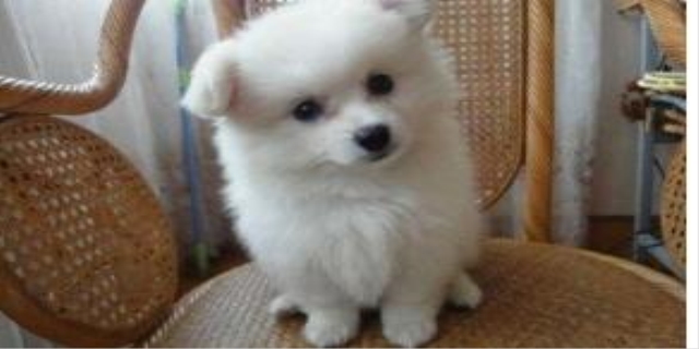 狗吃了巧克力怎么补救