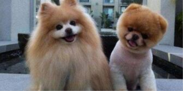 博美犬多少钱一只