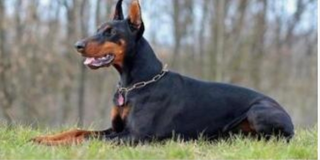 德牧被主人打会记仇吗