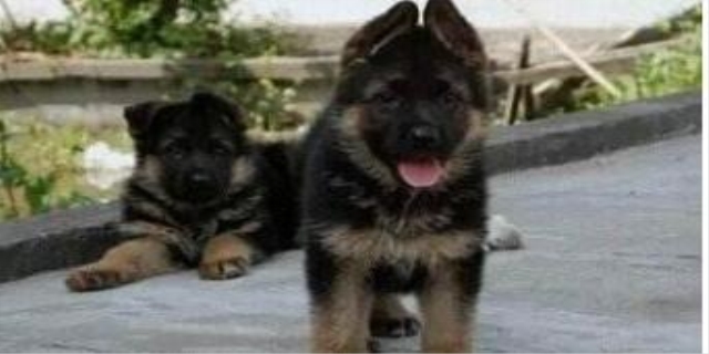 德牧和边牧哪个好