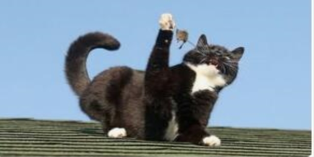 猫细小和猫瘟的区别