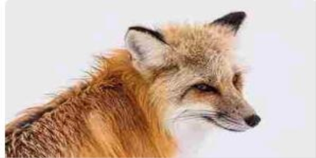 狗狗睡觉呼吸急促肚子起伏快