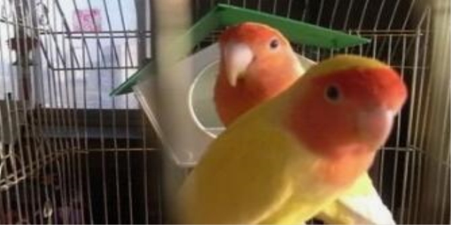 黄桃鹦鹉怎么分辨公母