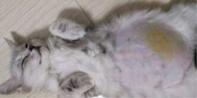 猫肚子大怎么判断是胖还是腹水