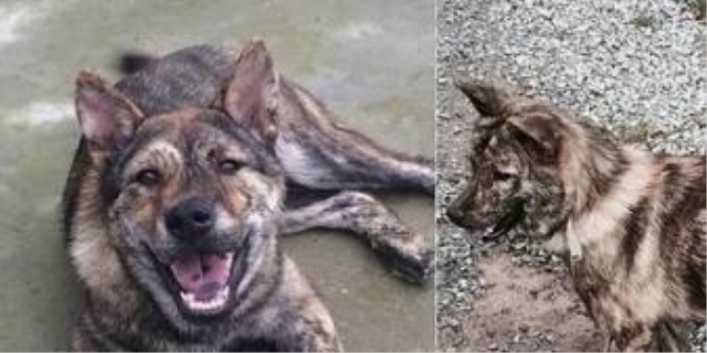 虎斑犬性格优点缺点