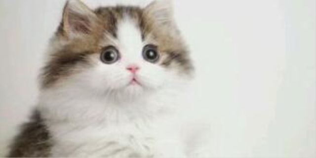 猫咪能吃冰淇淋吗