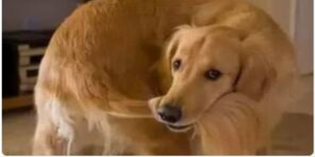 狗叫声像哭声预兆什么