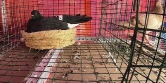 母鸽子趴窝后几天下蛋